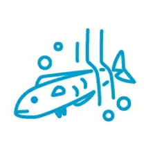 魚を洗う